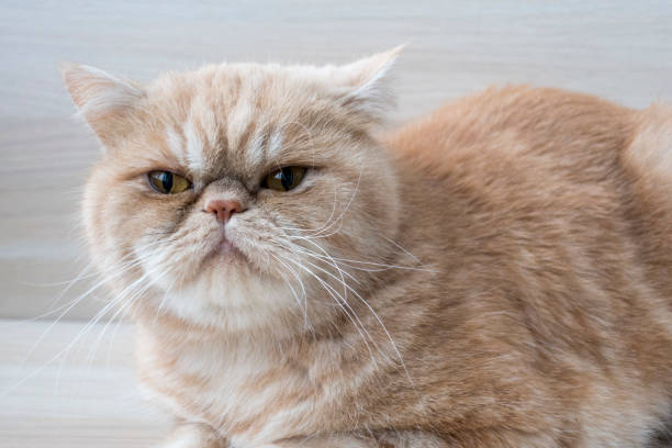 tosa para gato persa