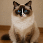 A imagem atual não possui texto alternativo. O nome do arquivo é: Gato-ragdoll.png