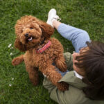 poodle toy cachorro