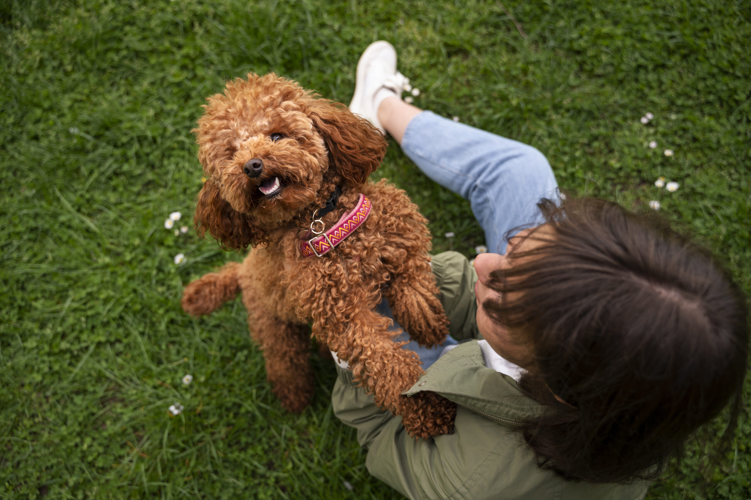 poodle toy cachorro